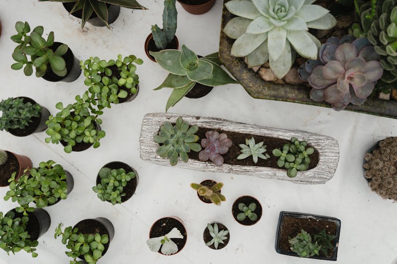 Plantes vertes et succulentes